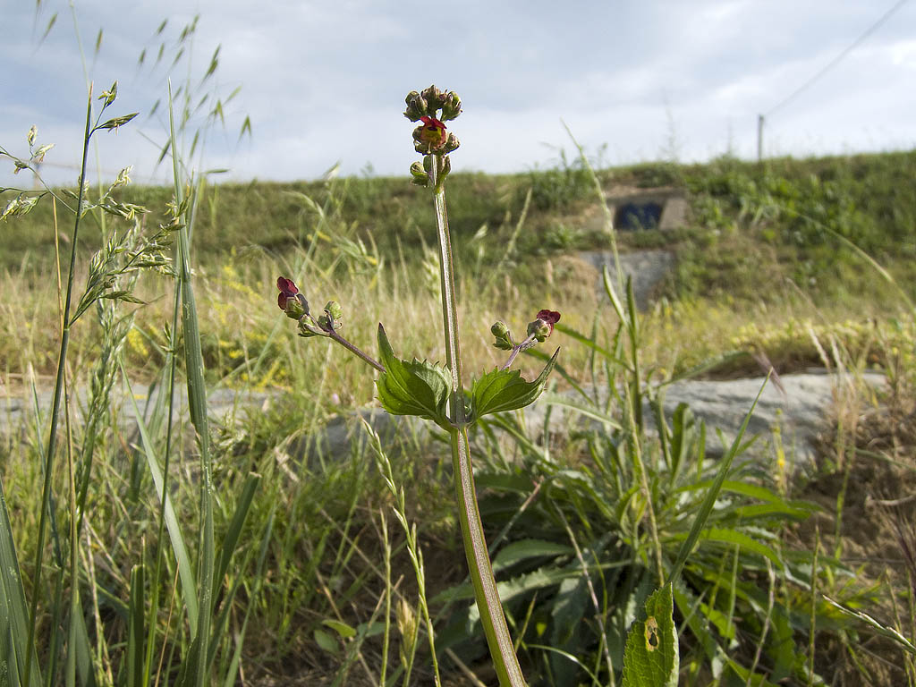 Scrophularia auriculata / Scrofularia acquatica